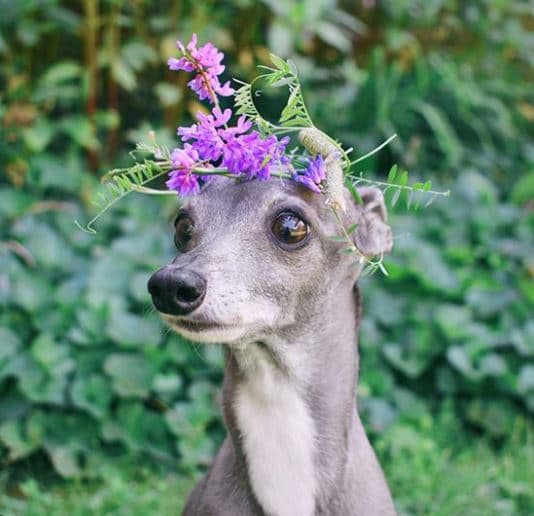 tika-flower-crown